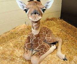 Le-bebe-girafe