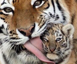 Le-bebe-tigre