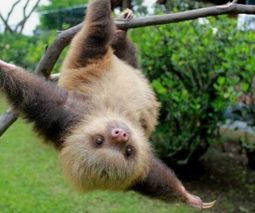 baby-sloth-mammal-tou