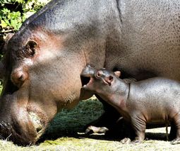 fonds-ecran-hippopotame-12