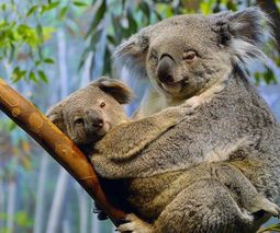 koala_001